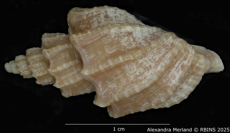 BE-RBINS-INV-MT-3617-Trigonaphera-sinonippon-ht-L2.jpg