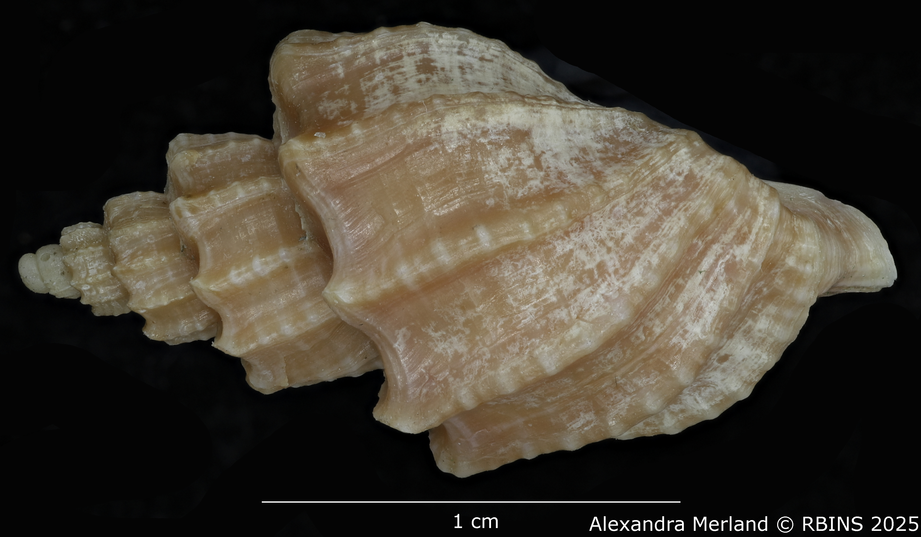 BE-RBINS-INV-MT-3617-Trigonaphera-sinonippon-ht-L2.jpg