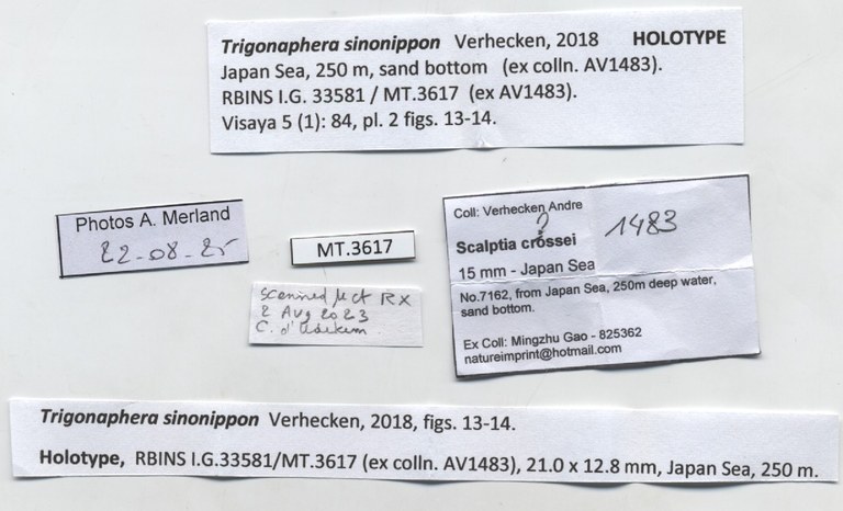 BE-RBINS-INV-MT-3617-Trigonaphera-sinonippon-ht-label.jpg