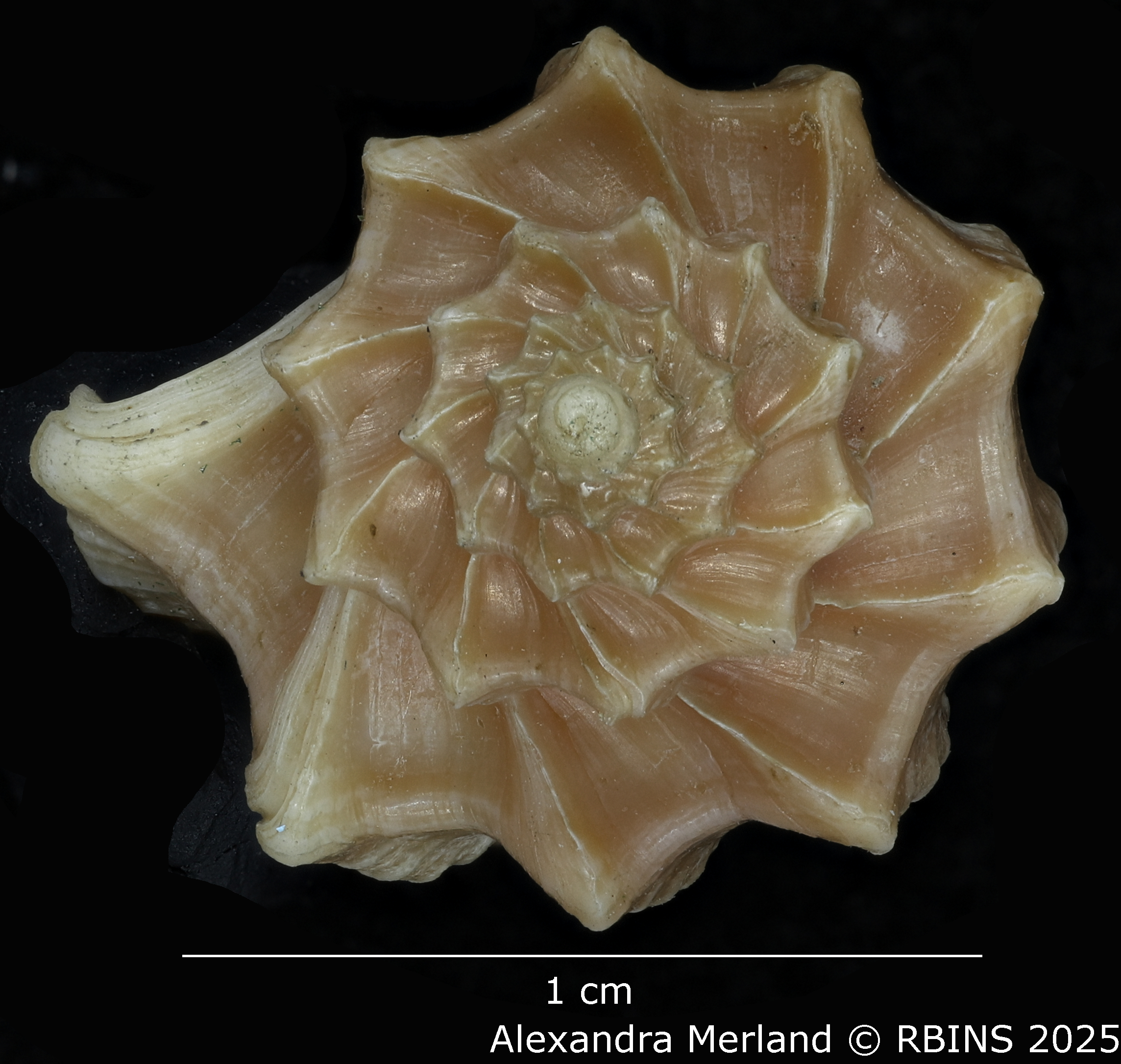 BE-RBINS-INV-MT-3617-Trigonaphera-sinonippon-ht-Top.jpg