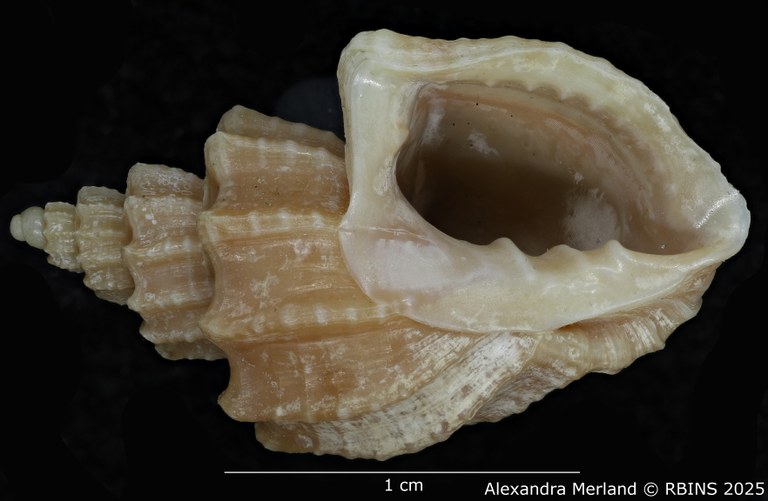 BE-RBINS-INV-MT-3617-Trigonaphera-sinonippon-ht-V.jpg