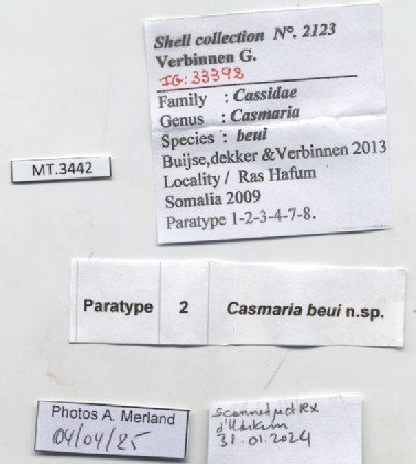 BE-RBINS-INV-MT-3442-Casmaria-beui-pt-label.jpg BE-RBINS-INV-MT-3442-Casmaria-beui-pt-label.jpg