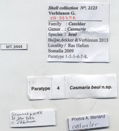 BE-RBINS-INV-MT-3444-Casmaria-beui-pt-label.jpg BE-RBINS-INV-MT-3444-Casmaria-beui-pt-label.jpg