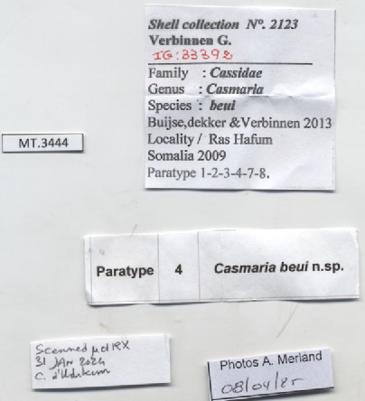 BE-RBINS-INV-MT-3444-Casmaria-beui-pt-label.jpg