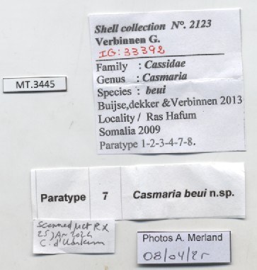 BE-RBINS-INV-MT-3445-Casmaria-beui-pt-label.jpg BE-RBINS-INV-MT-3445-Casmaria-beui-pt-label.jpg