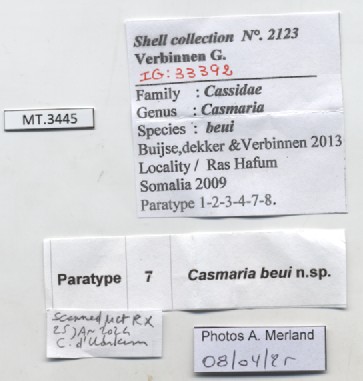 BE-RBINS-INV-MT-3445-Casmaria-beui-pt-label.jpg