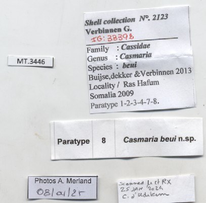 BE-RBINS-INV-MT-3446-Casmaria-beui-pt-label.jpg BE-RBINS-INV-MT-3446-Casmaria-beui-pt-label.jpg