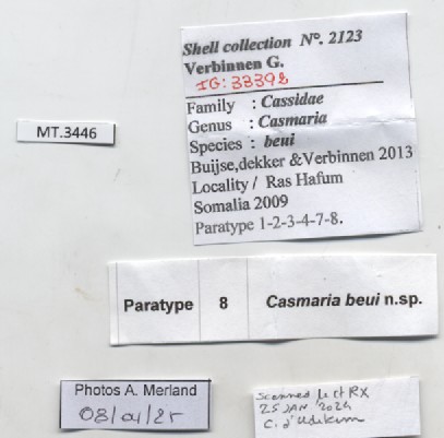 BE-RBINS-INV-MT-3446-Casmaria-beui-pt-label.jpg