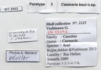 BE-RBINS-INV-MT-3443-Casmaria-beui-pt-label.jpg BE-RBINS-INV-MT-3443-Casmaria-beui-pt-label.jpg