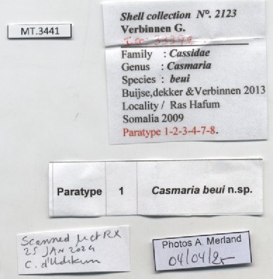 BE-RBINS-INV-MT-3441-Casmaria-beui-pt-label.jpg BE-RBINS-INV-MT-3441-Casmaria-beui-pt-label.jpg
