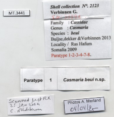 BE-RBINS-INV-MT-3441-Casmaria-beui-pt-label.jpg