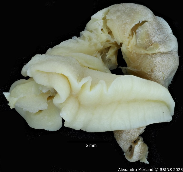 BE-RBINS-INV-MT-3186-Cerastua-flavicans-pt-body.jpg BE-RBINS-INV-MT-3186-Cerastua-flavicans-pt-body.jpg