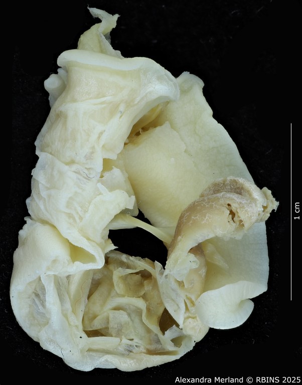 BE-RBINS-INV-MT-3186-Cerastua-flavicans-pt-body2.jpg BE-RBINS-INV-MT-3186-Cerastua-flavicans-pt-body2.jpg