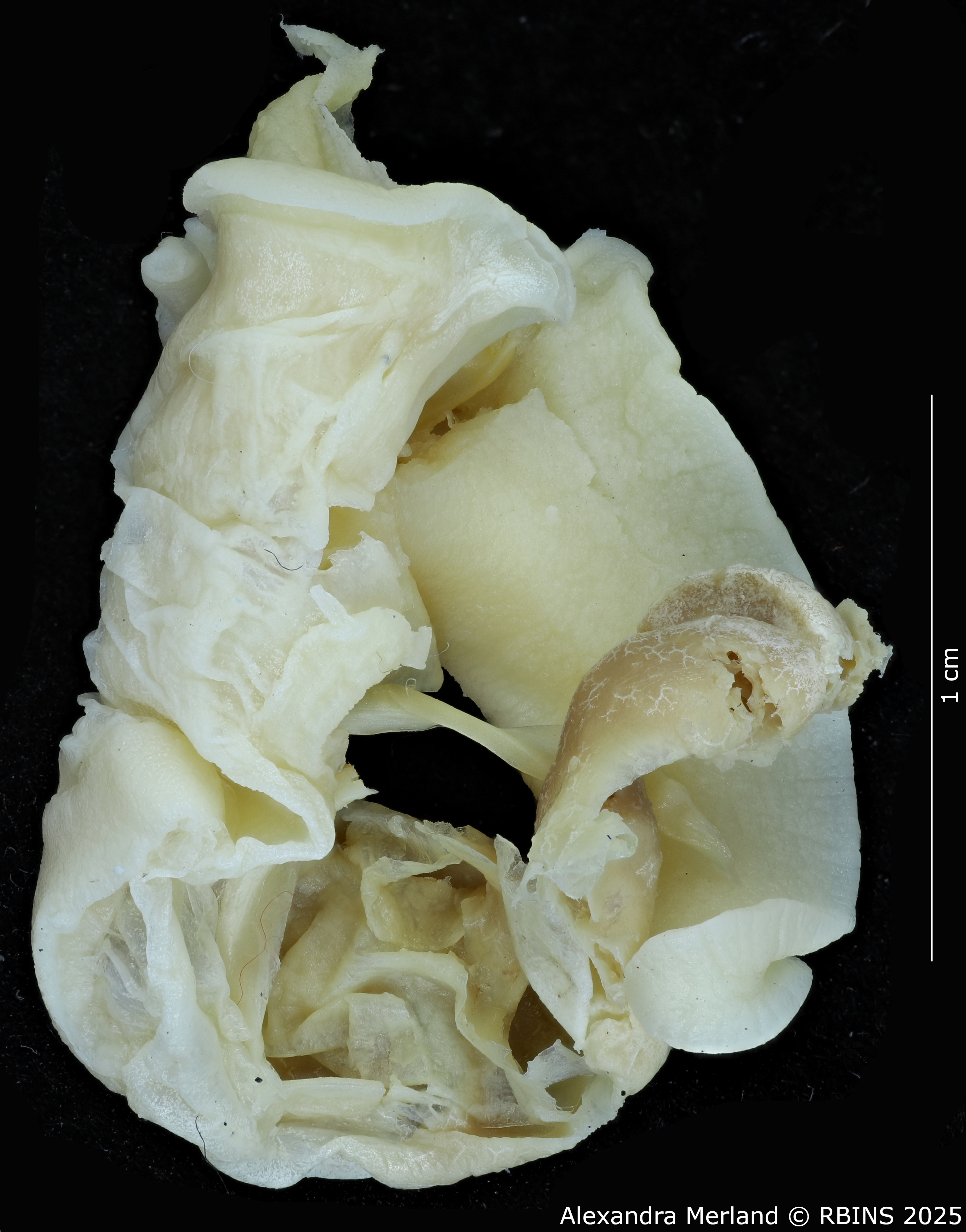 BE-RBINS-INV-MT-3186-Cerastua-flavicans-pt-body2.jpg