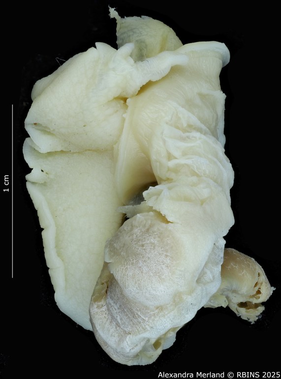 BE-RBINS-INV-MT-3186-Cerastua-flavicans-pt-body3.jpg BE-RBINS-INV-MT-3186-Cerastua-flavicans-pt-body3.jpg