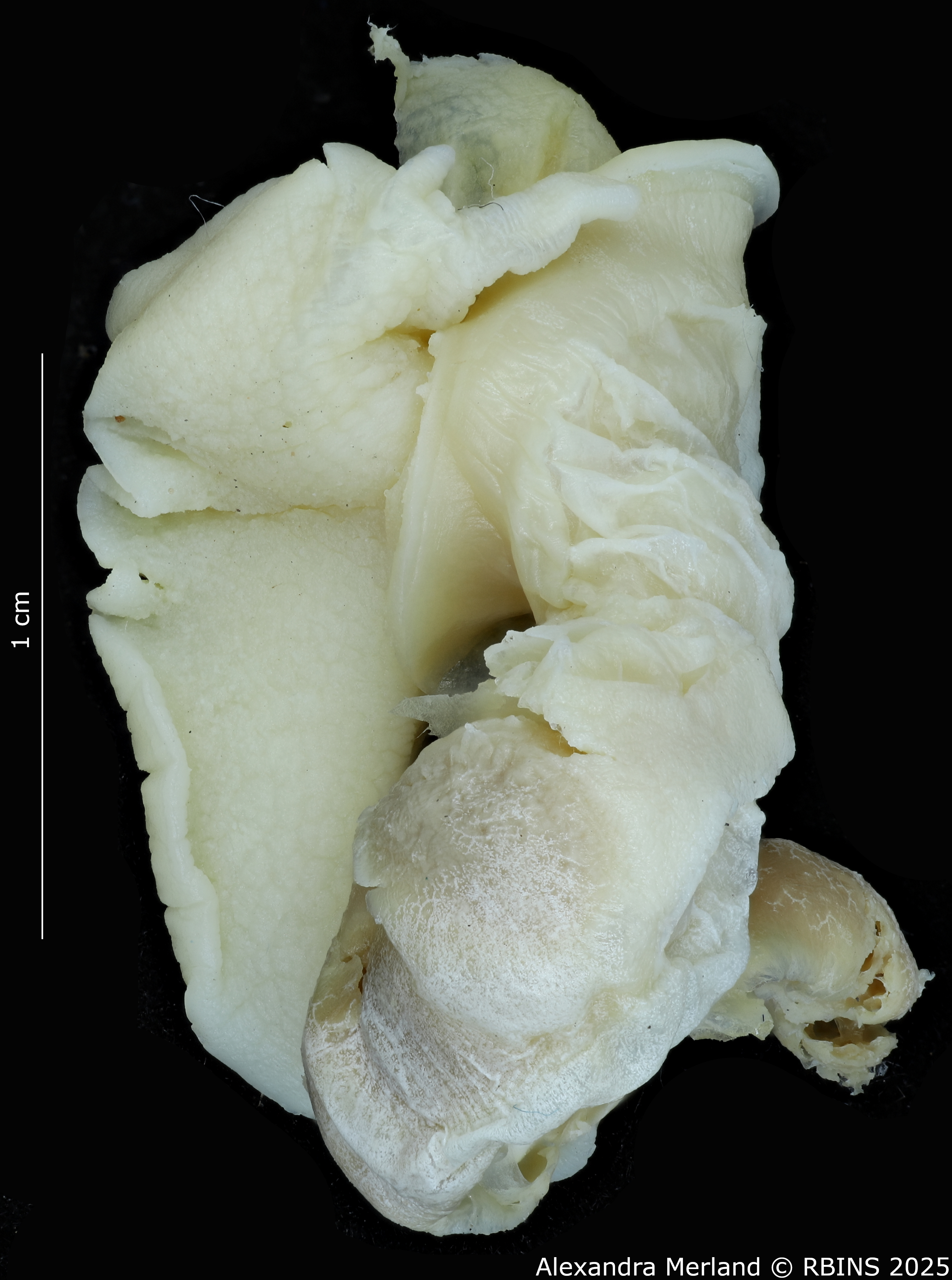 BE-RBINS-INV-MT-3186-Cerastua-flavicans-pt-body3.jpg