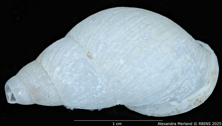 BE-RBINS-INV-MT-3186-Cerastua-flavicans-pt-D.jpg