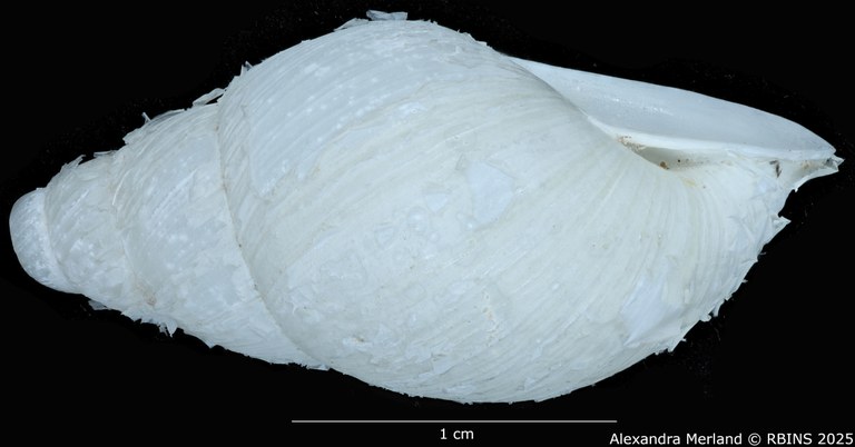 BE-RBINS-INV-MT-3186-Cerastua-flavicans-pt-L.jpg