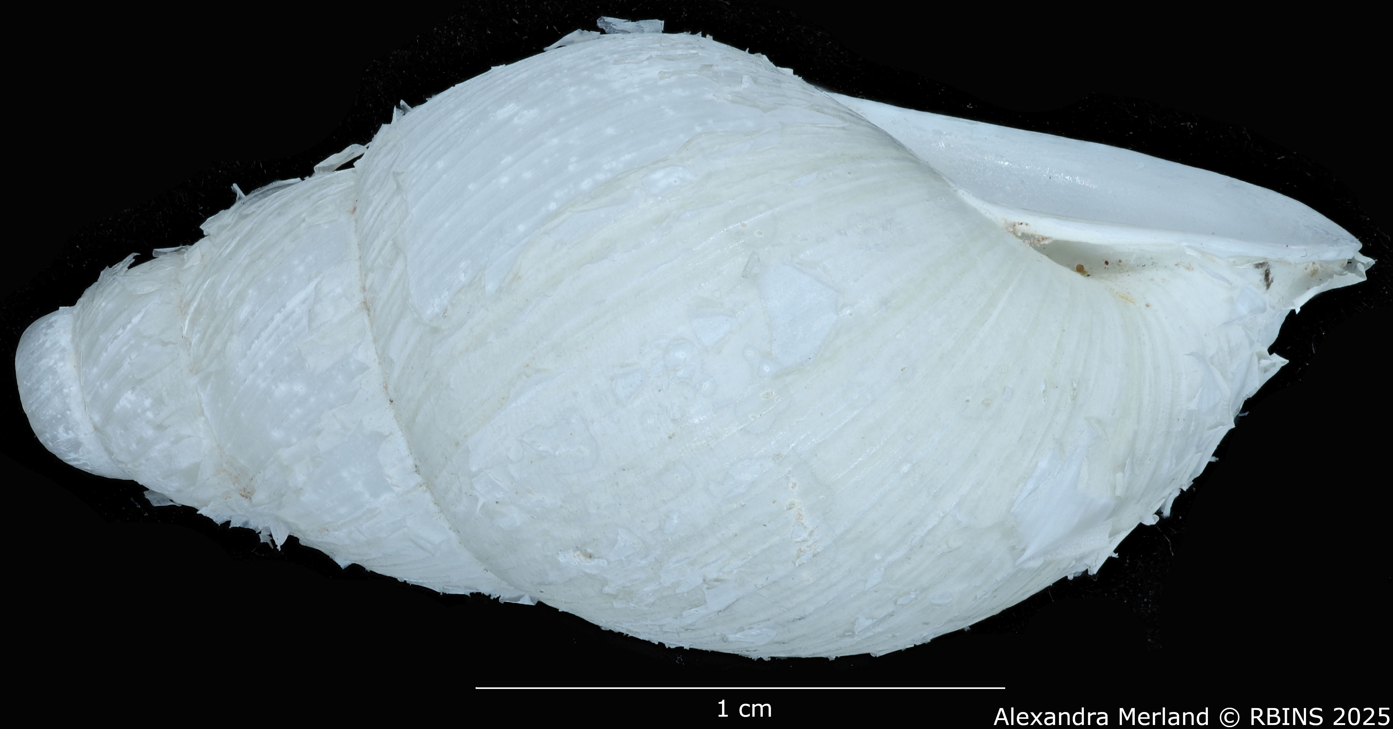BE-RBINS-INV-MT-3186-Cerastua-flavicans-pt-L.jpg