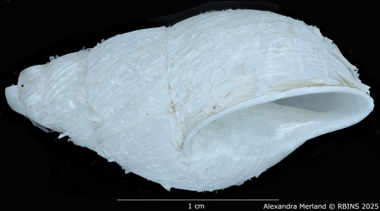 BE-RBINS-INV-MT-3186-Cerastua-flavicans-pt-L2.jpg
