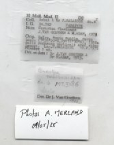 BE-RBINS-INV-MT-3186-Cerastua-flavicans-pt-label.jpg BE-RBINS-INV-MT-3186-Cerastua-flavicans-pt-label.jpg