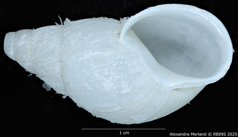 BE-RBINS-INV-MT-3186-Cerastua-flavicans-pt-V.jpg BE-RBINS-INV-MT-3186-Cerastua-flavicans-pt-V.jpg