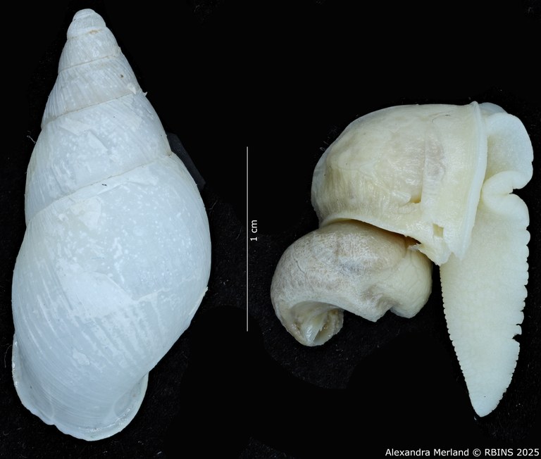 BE-RBINS-INV-MT-3188-Cerastua-flavicans-pt-D+body.jpg