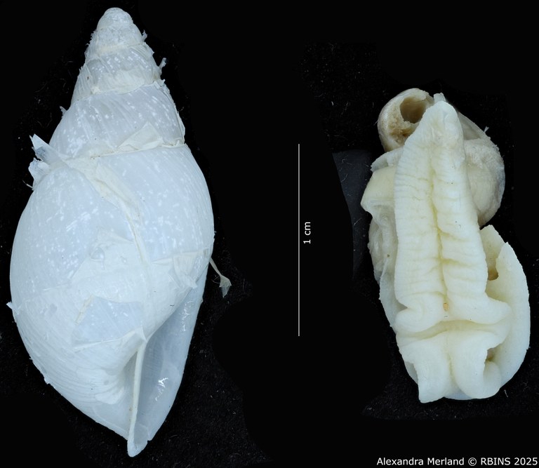 BE-RBINS-INV-MT-3188-Cerastua-flavicans-pt-L+body.jpg