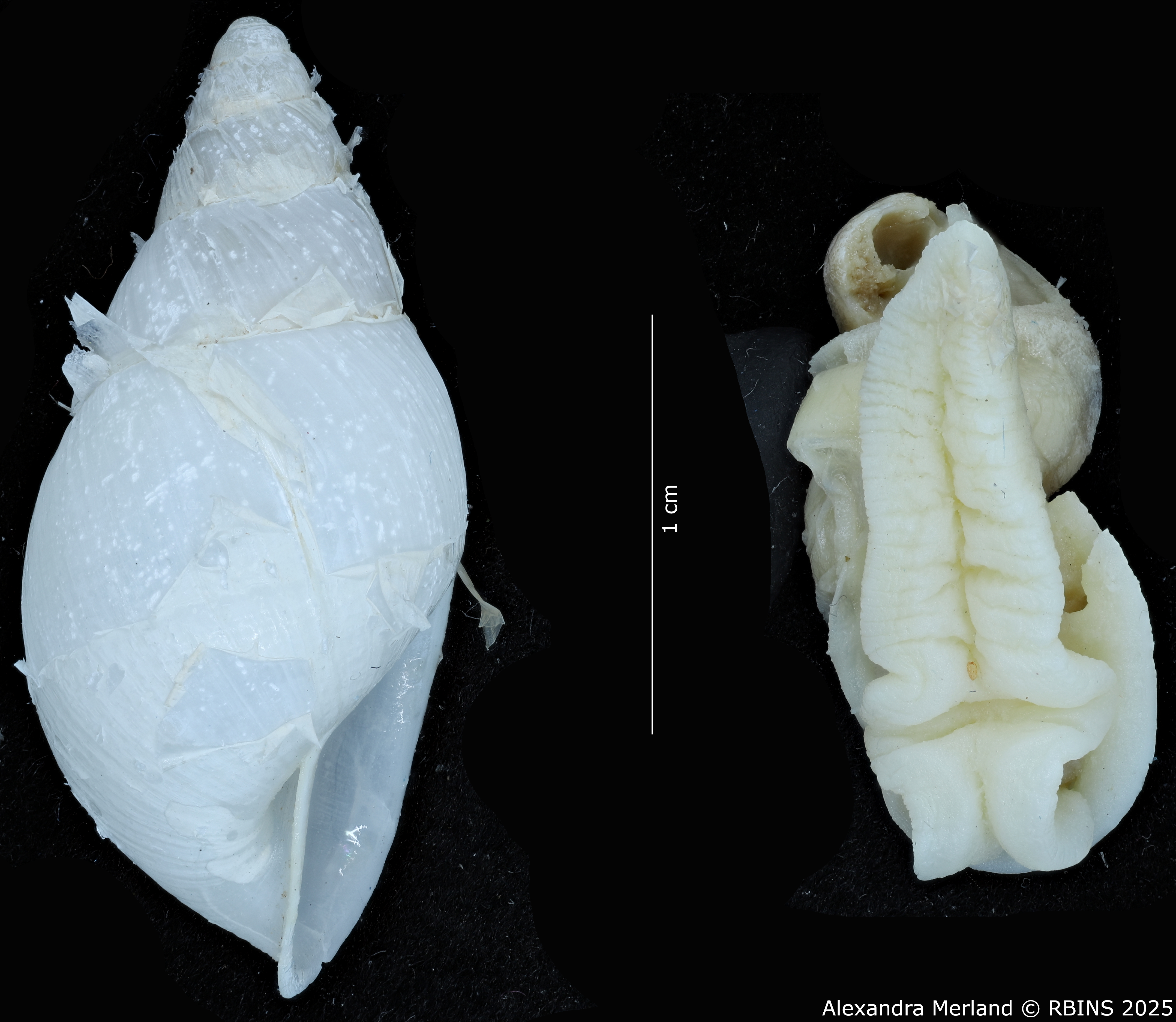 BE-RBINS-INV-MT-3188-Cerastua-flavicans-pt-L+body.jpg