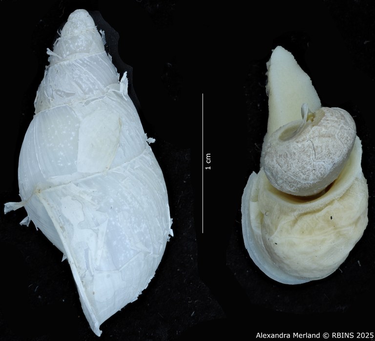 BE-RBINS-INV-MT-3188-Cerastua-flavicans-pt-L2+body.jpg