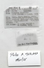BE-RBINS-INV-MT-3188-Cerastua-flavicans-pt-label.jpg