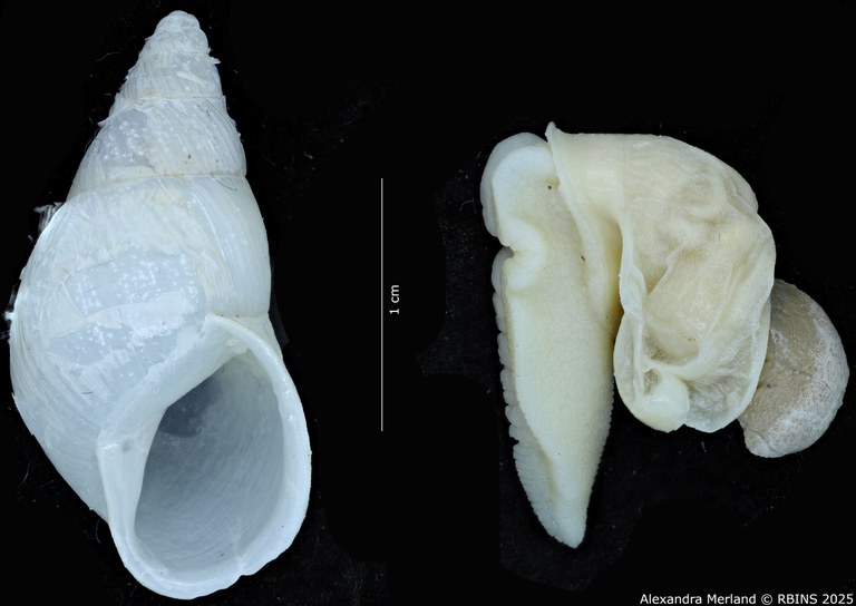 BE-RBINS-INV-MT-3188-Cerastua-flavicans-pt-V+body.jpg