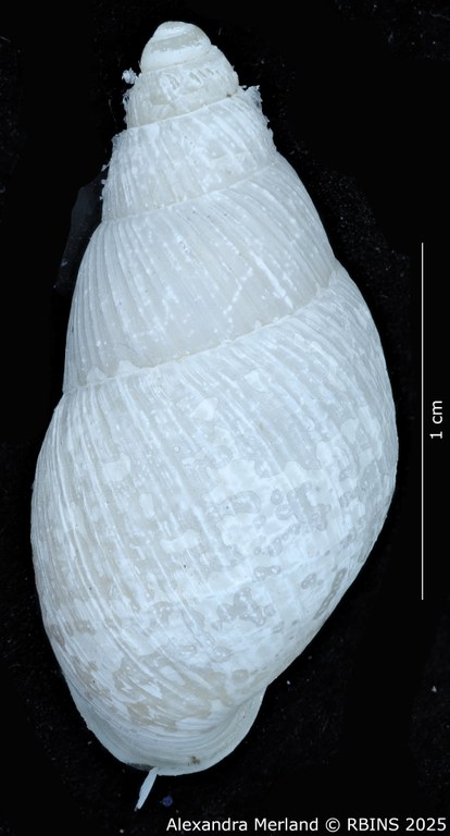 BE-RBINS-INV-MT-3190-Cerastua-flavicans-pt-D.jpg BE-RBINS-INV-MT-3190-Cerastua-flavicans-pt-D.jpg