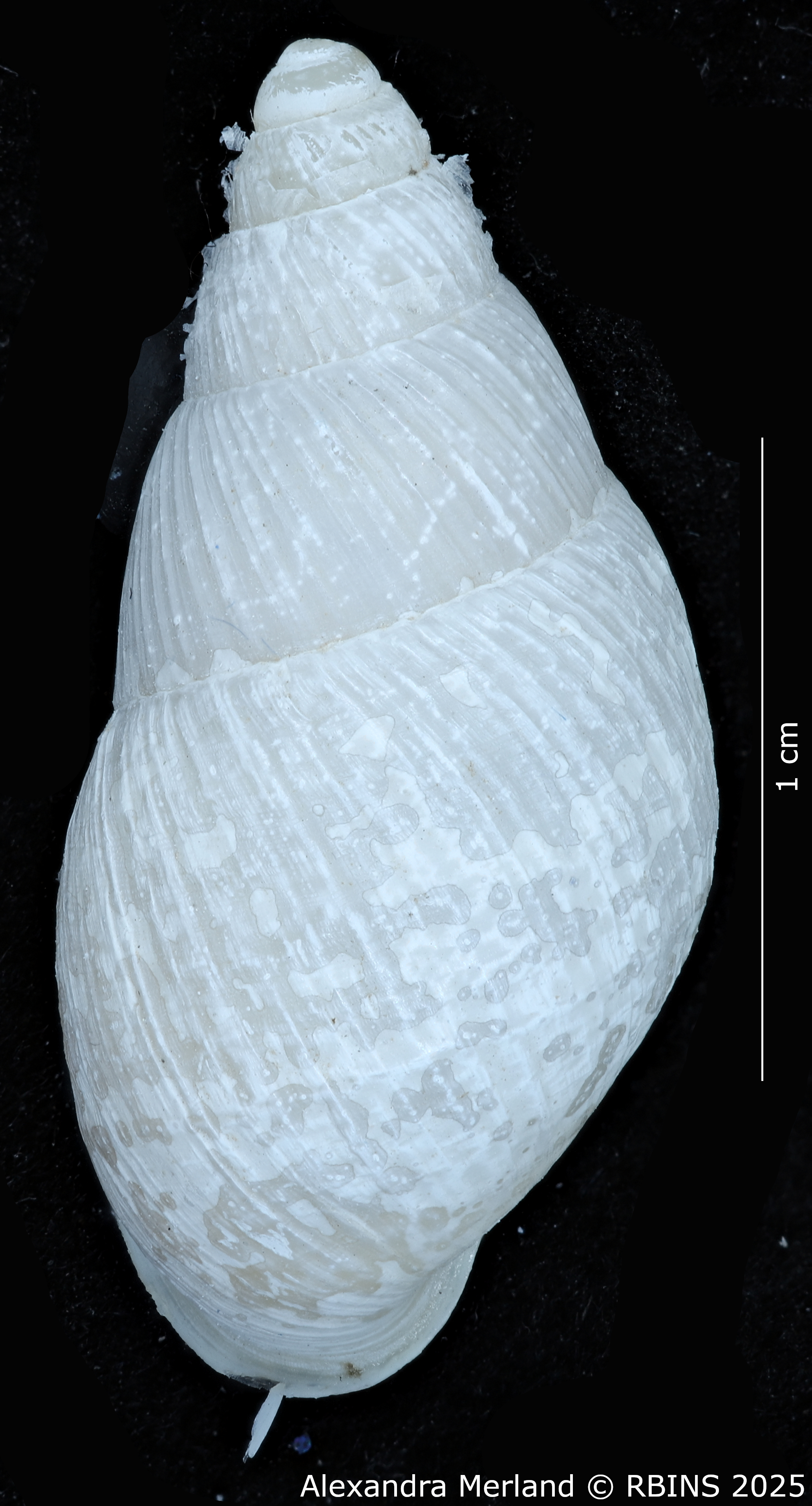 BE-RBINS-INV-MT-3190-Cerastua-flavicans-pt-D.jpg