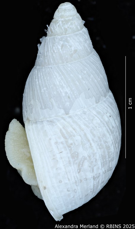 BE-RBINS-INV-MT-3190-Cerastua-flavicans-pt-L.jpg BE-RBINS-INV-MT-3190-Cerastua-flavicans-pt-L.jpg