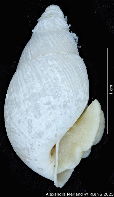 BE-RBINS-INV-MT-3190-Cerastua-flavicans-pt-L2.jpg BE-RBINS-INV-MT-3190-Cerastua-flavicans-pt-L2.jpg