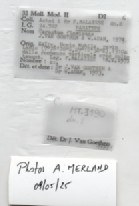 BE-RBINS-INV-MT-3190-Cerastua-flavicans-pt-label.jpg BE-RBINS-INV-MT-3190-Cerastua-flavicans-pt-label.jpg