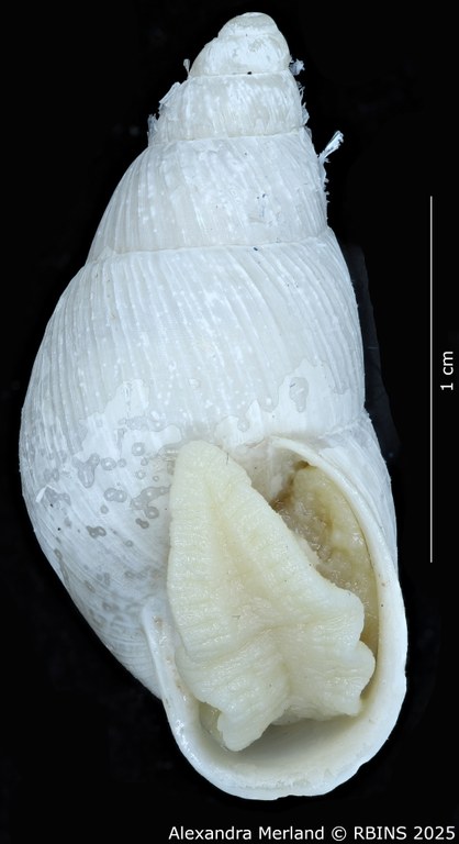 BE-RBINS-INV-MT-3190-Cerastua-flavicans-pt-V.jpg BE-RBINS-INV-MT-3190-Cerastua-flavicans-pt-V.jpg