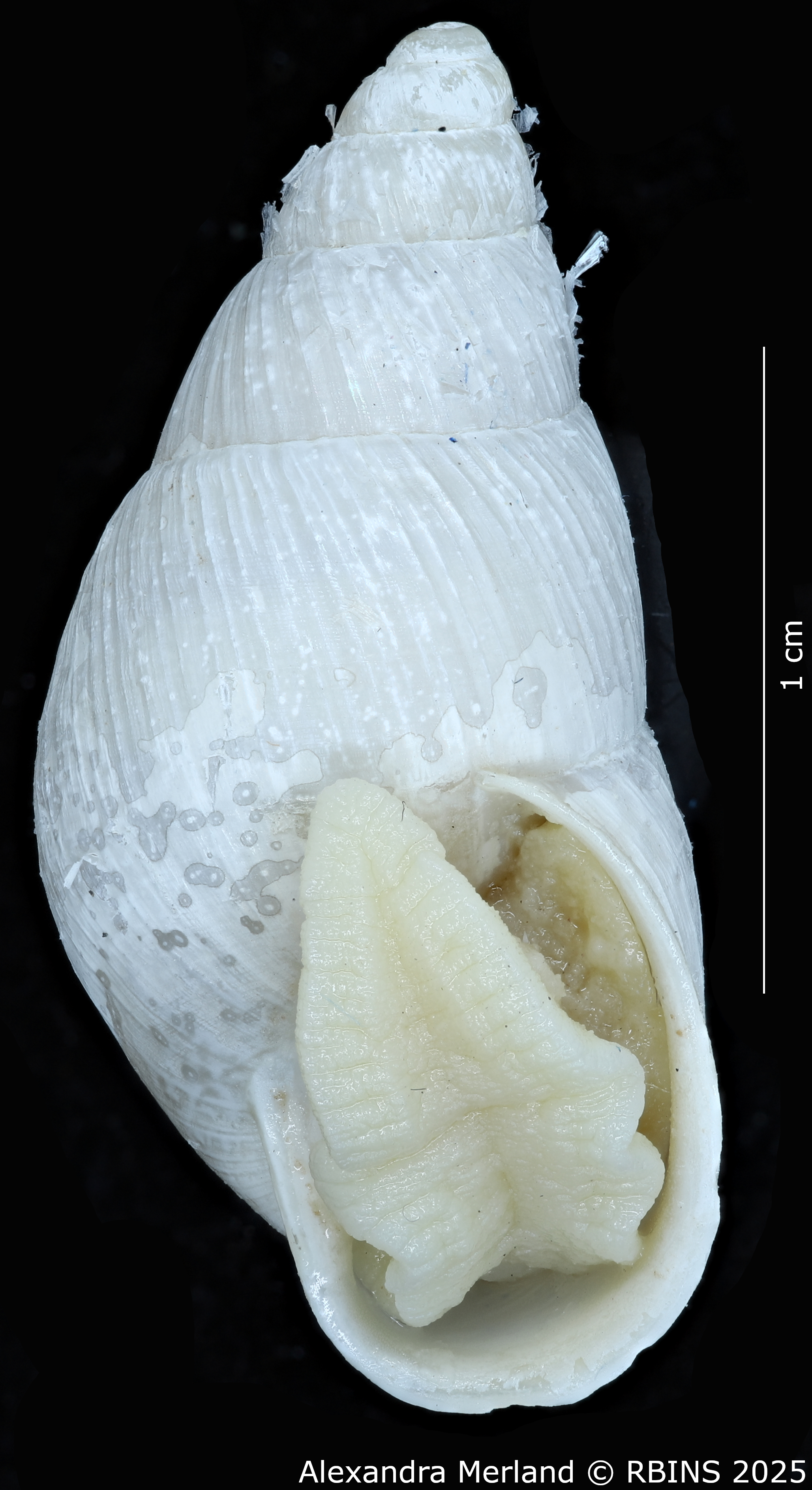 BE-RBINS-INV-MT-3190-Cerastua-flavicans-pt-V.jpg