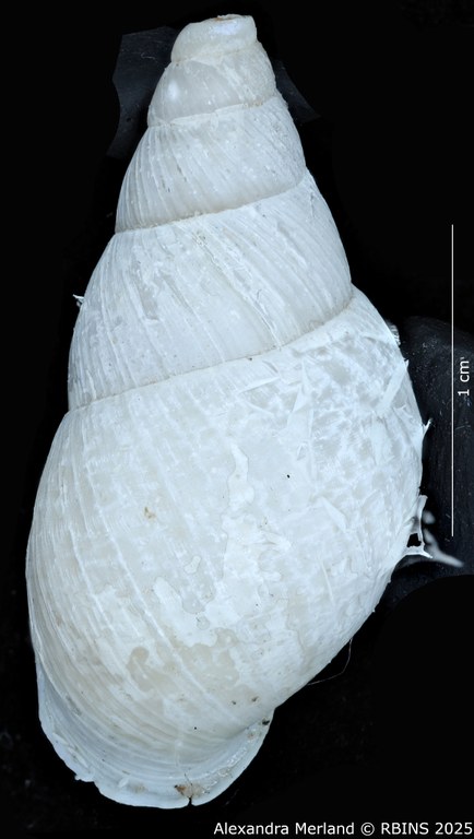 BE-RBINS-INV-MT-3191-Cerastua-flavicans-pt-D.jpg BE-RBINS-INV-MT-3191-Cerastua-flavicans-pt-D.jpg