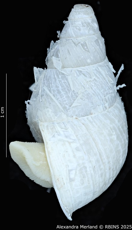 BE-RBINS-INV-MT-3191-Cerastua-flavicans-pt-L.jpg BE-RBINS-INV-MT-3191-Cerastua-flavicans-pt-L.jpg