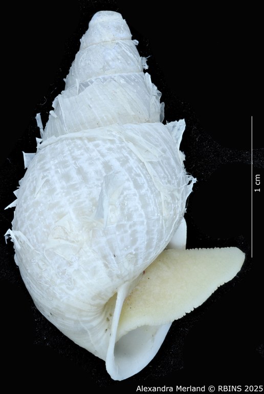 BE-RBINS-INV-MT-3191-Cerastua-flavicans-pt-L2.jpg BE-RBINS-INV-MT-3191-Cerastua-flavicans-pt-L2.jpg