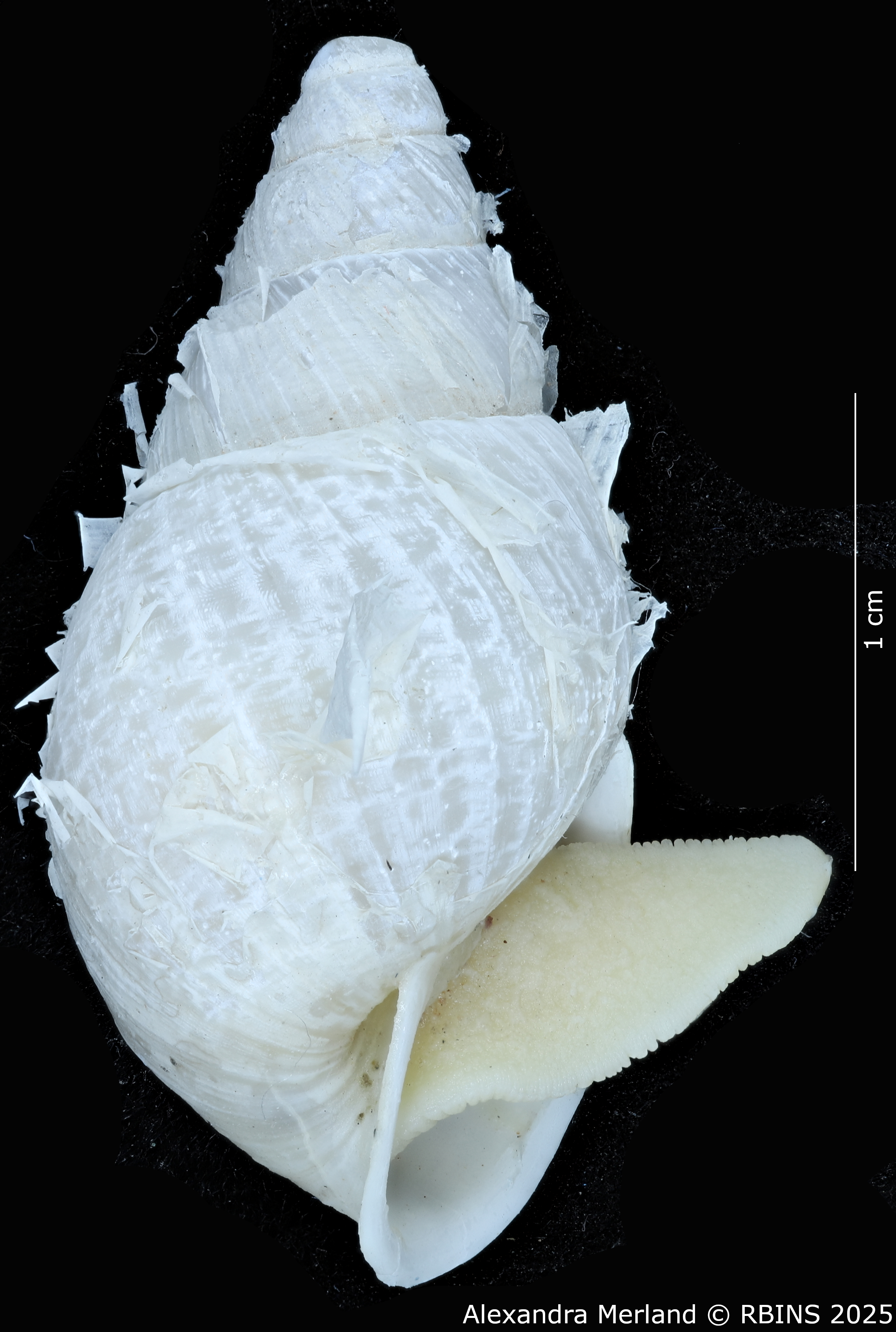 BE-RBINS-INV-MT-3191-Cerastua-flavicans-pt-L2.jpg