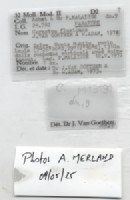 BE-RBINS-INV-MT-3191-Cerastua-flavicans-pt-label.jpg BE-RBINS-INV-MT-3191-Cerastua-flavicans-pt-label.jpg