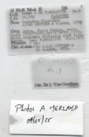BE-RBINS-INV-MT-3191-Cerastua-flavicans-pt-label.jpg