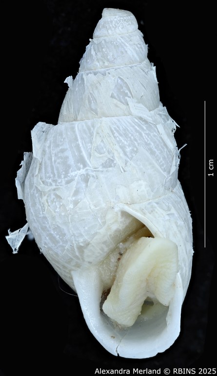 BE-RBINS-INV-MT-3191-Cerastua-flavicans-pt-V.jpg BE-RBINS-INV-MT-3191-Cerastua-flavicans-pt-V.jpg