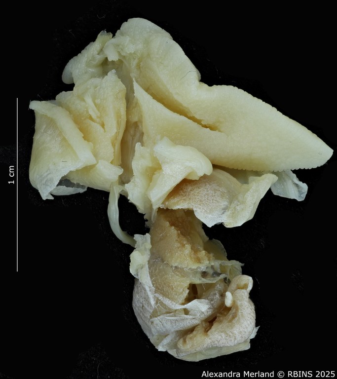 BE-RBINS-INV-MT-3185-Cerastua-flavicans-ht-body.jpg