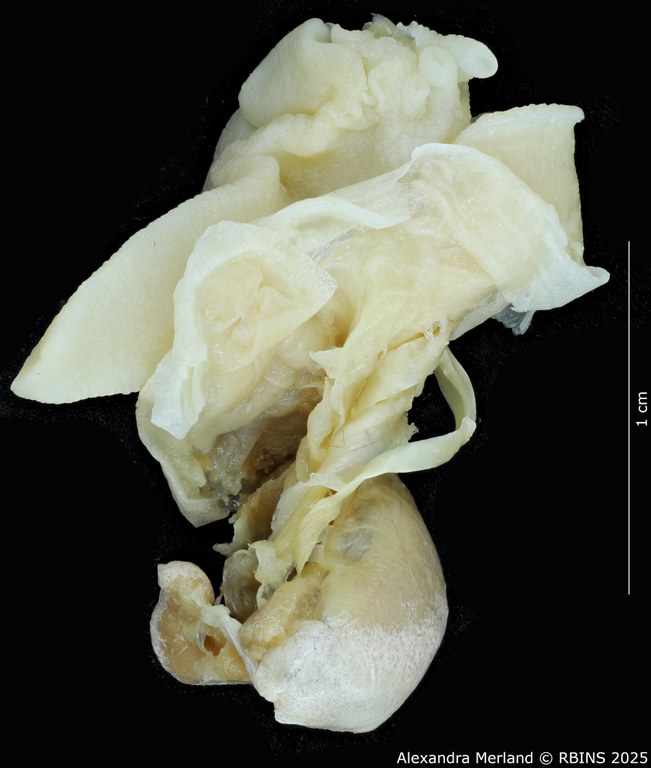 BE-RBINS-INV-MT-3185-Cerastua-flavicans-ht-body2.jpg