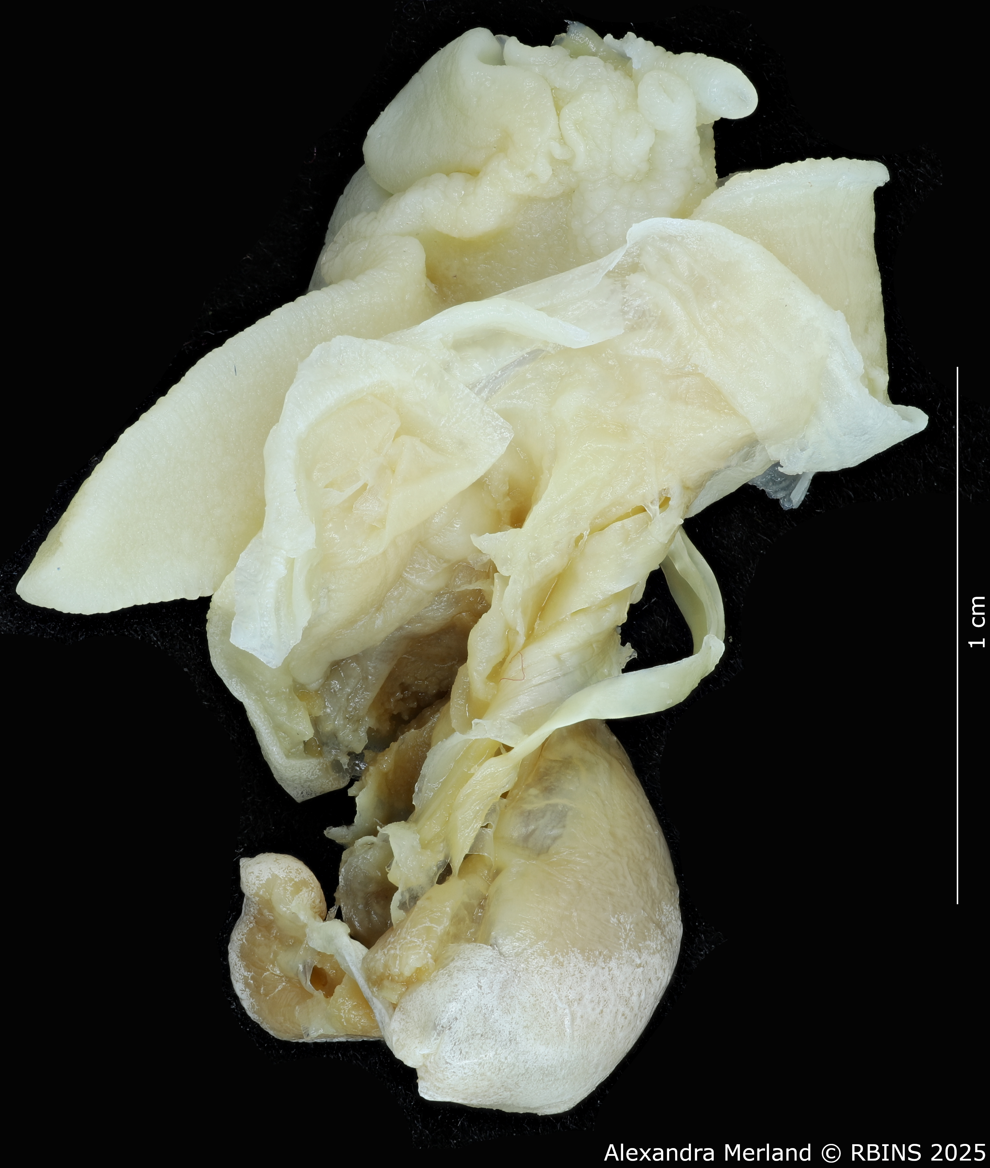 BE-RBINS-INV-MT-3185-Cerastua-flavicans-ht-body2.jpg