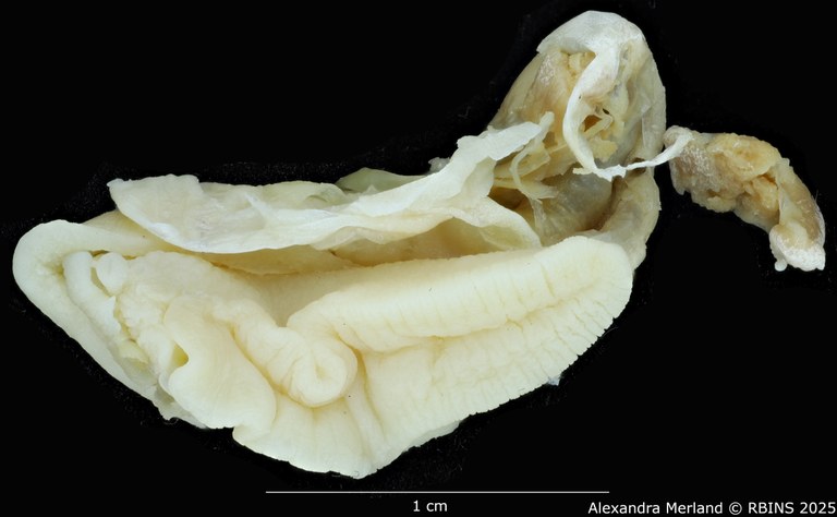 BE-RBINS-INV-MT-3185-Cerastua-flavicans-ht-body3.jpg